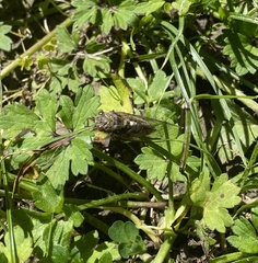 Cicadoidea