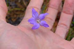 Wahlenbergia