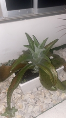Kalanchoe gastonis-bonnieri