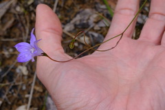 Wahlenbergia