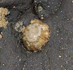 Cellana tramoserica