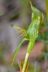 Pterostylis unicornis