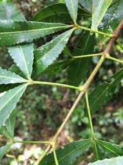 Platylophus trifoliatus