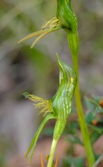Pterostylis unicornis