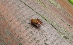 Calliphora ochracea