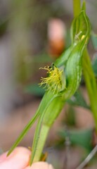 Pterostylis unicornis