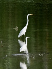 Ardea alba