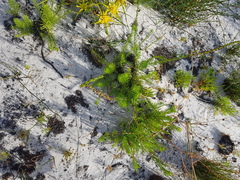 Microdon dubius