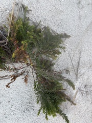 Taxus canadensis