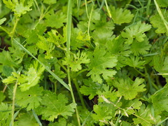 Modiola caroliniana