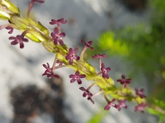 Microdon dubius
