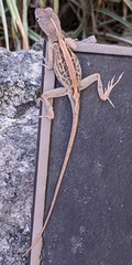 Anolis hispaniolae