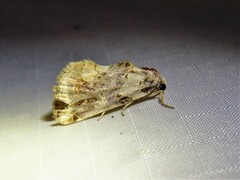 Plusiodonta compressipalpis