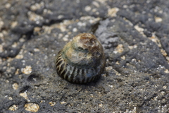 Bembicium nanum