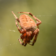Neoscona crucifera