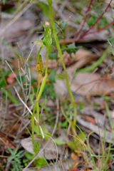 Pterostylis unicornis