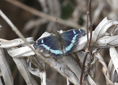 Kaniska canace