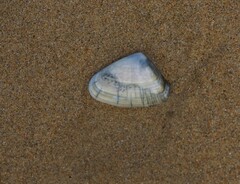 Latona deltoides