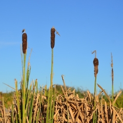 Typha latifolia