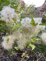 Clematis vitalba