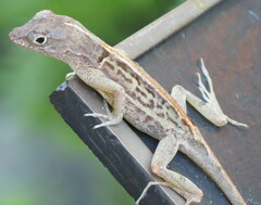Anolis hispaniolae
