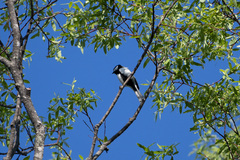 Parus minor