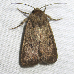 Protorthodes texicana