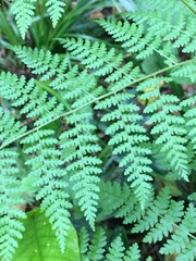 Hypolepis sparsisora