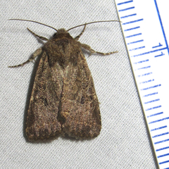 Protorthodes texicana