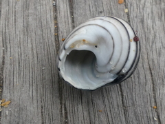 Austrocochlea constricta