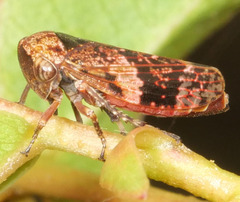 Eurymeloides adspersa
