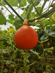 Magnoliopsida