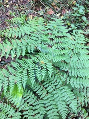 Hypolepis sparsisora