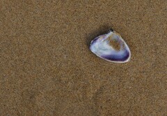Latona deltoides