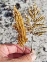 Geochloa rufa