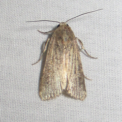 Spodoptera exigua