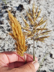 Geochloa rufa