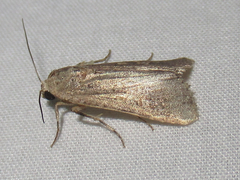 Spodoptera exigua