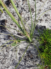 Geochloa rufa