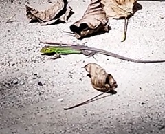 Cnemidophorus gaigei