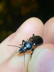 Pterostichus melanarius