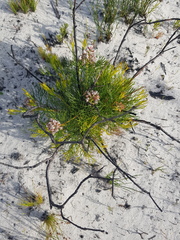 Serruria rubricaulis