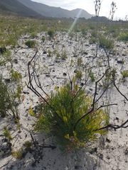 Serruria rubricaulis