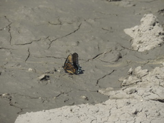 Limenitis arthemis arizonensis