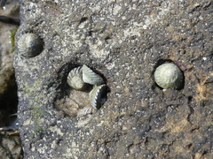 Bembicium nanum