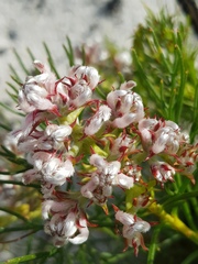 Serruria rubricaulis