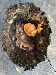 Pycnoporellus fulgens