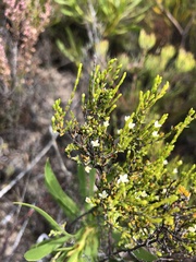 Lachnaea axillaris