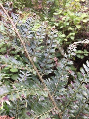 Asplenium aethiopicum