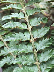 Asplenium aethiopicum